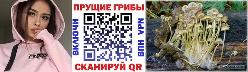 наркошоп  ссылка на мегу ONION  Псилоцибиновые грибы мицелий  Кинешма 